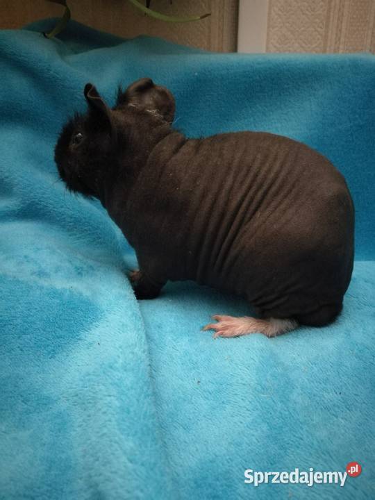 Świnka morska skinny pig Warszawa