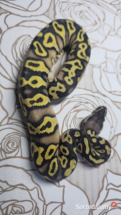 Wąż pyton królewski python regius samiec