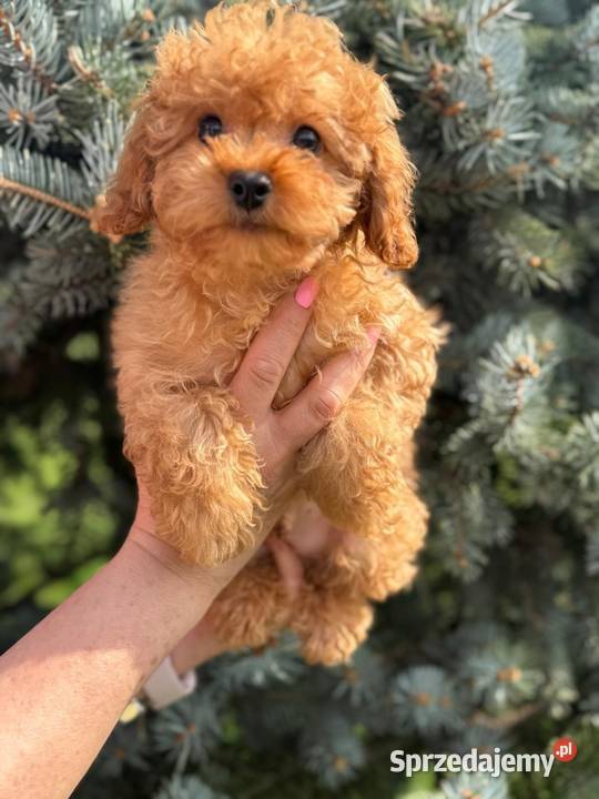 Cavapoo pudel cavalier Pozostałe