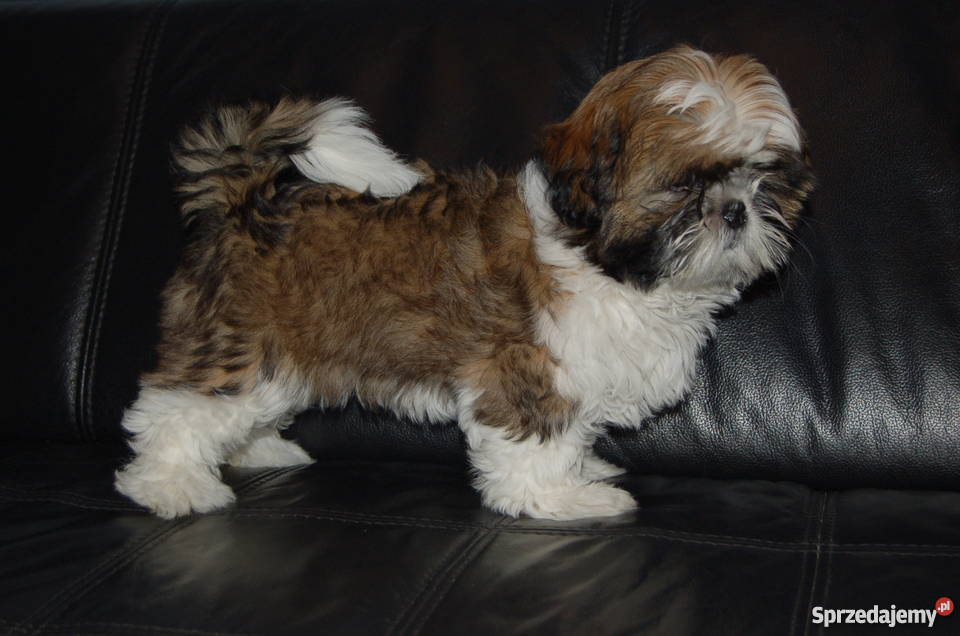 Sprzedam piękną wystawową suczkę Shih Tzu Kielce