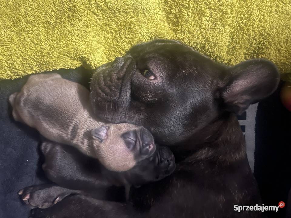 Buldog Francuski ZKwP FCI