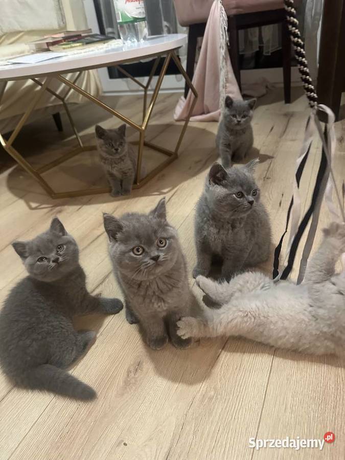 Kotki Brytyjskie Niebieskie Legionowo