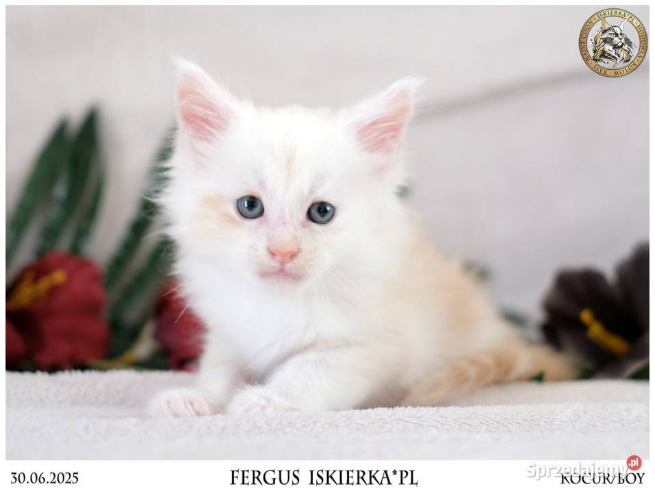Kremowy srebrzysty kocurek maine coon Maine Coon Warszawa
