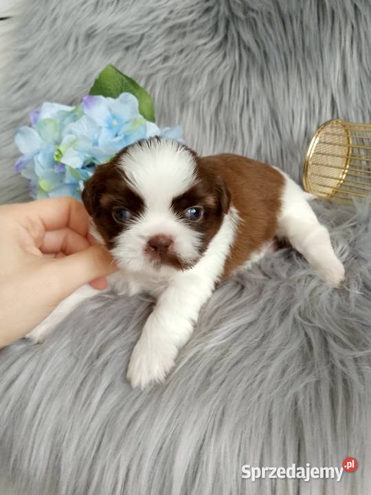 Biało czekoladowy piesek rasy ShihTzu sprzedam