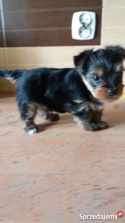 york miniaturka szuka domu Zwierzęta Rzeszów