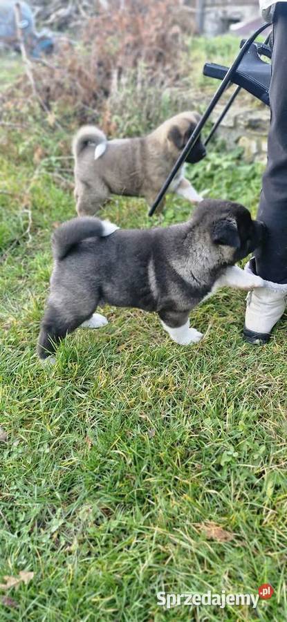 Akita Amerykanska FCI piesek zkwp Olkusz