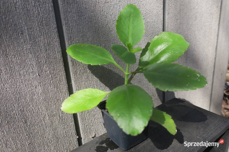 Żyworódka Pierzasta Kalanchoe Pinnata ok 17 Kaktusy i sukulenty Brwinów sprzedam