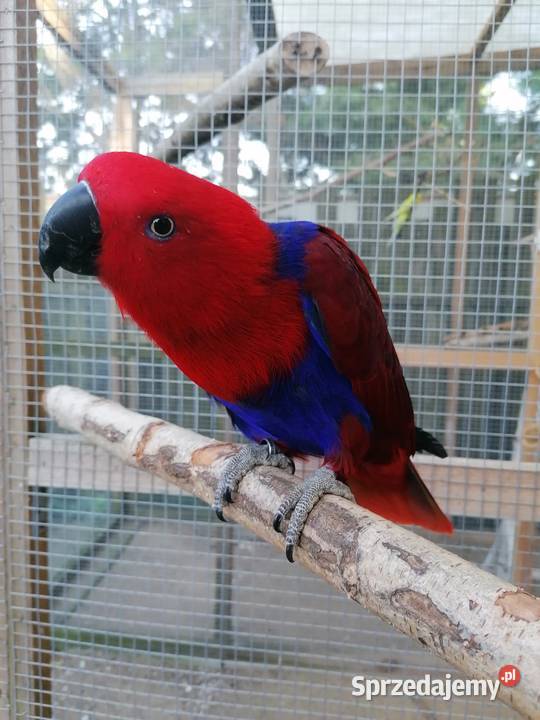 Lora wielka samica mazowieckie Sochaczew