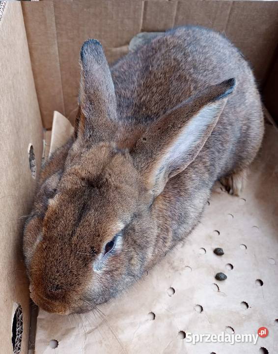 Królik dorosły samiec Dębicze sprzedam