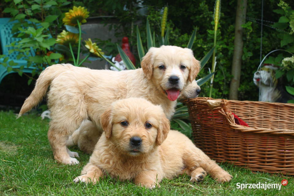 Golden retriever Rodowód Piękne białe złote Krosno