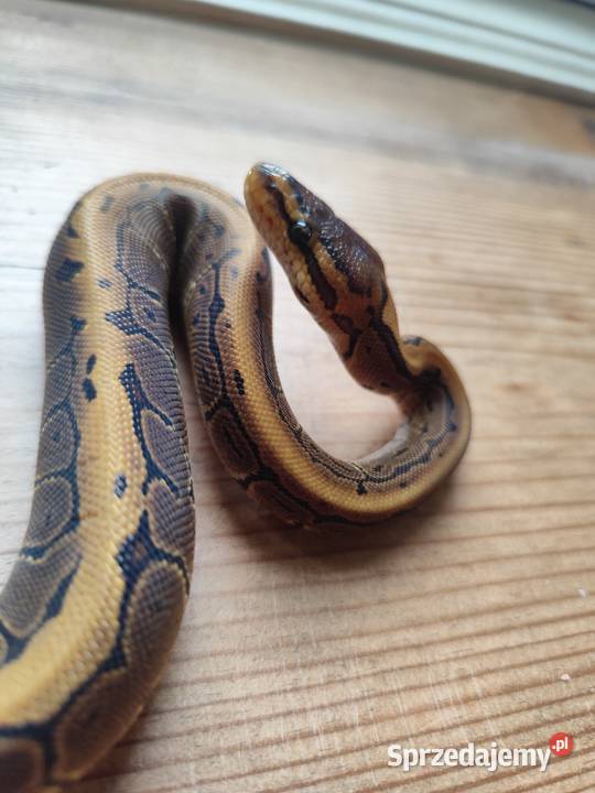 Wąż samiczka Pinstripe mloda mazowieckie Pruszków