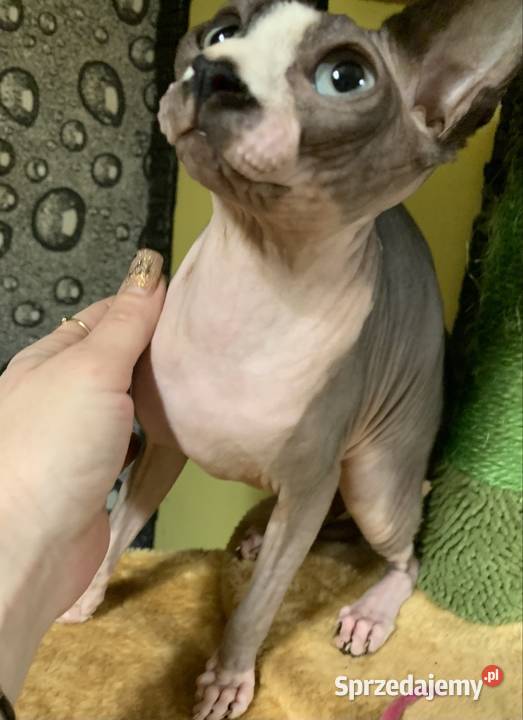 Sfinks Kanadyjski Do odbioru koteczką Rodowód Leszno