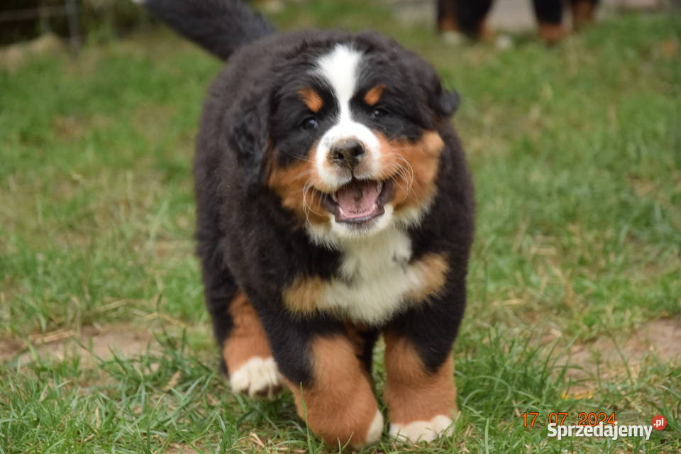 berneński pies pasterski zkwp Rogoźnik sprzedam