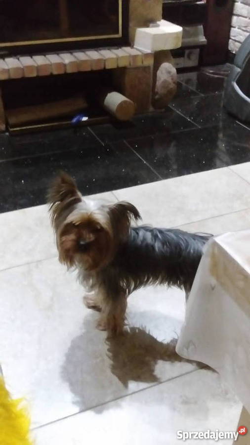 Domowy hotel psów małe rasy bez klatek Luzino usługi dla zwierząt