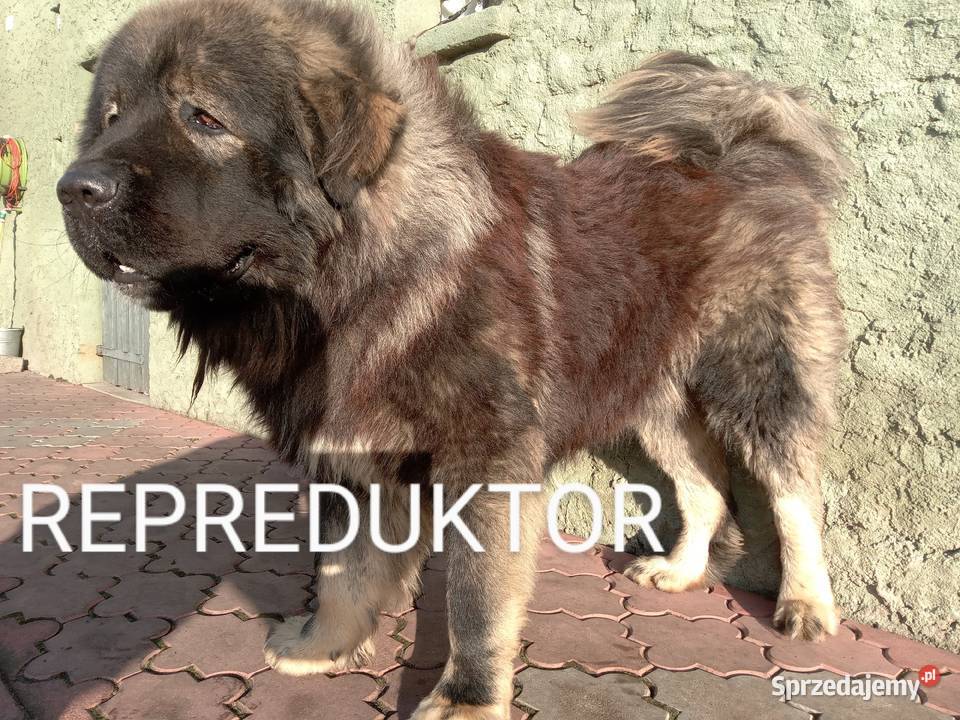 Owczarek kaukaski wielkopolskie Odolanów