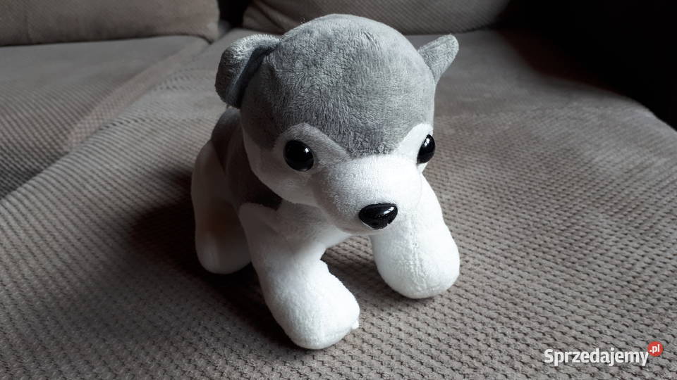 pluszowy piesek Kraków