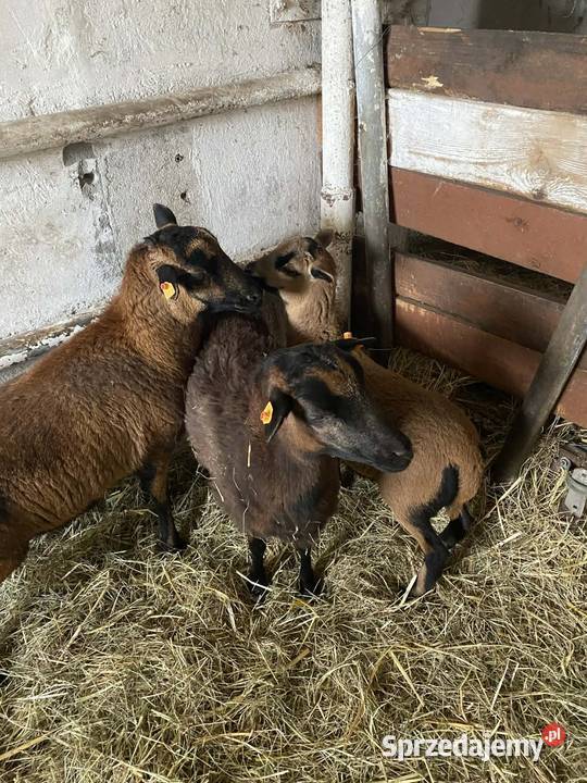 Owce kameruńske wielkopolskie Nowy Tomyśl sprzedam