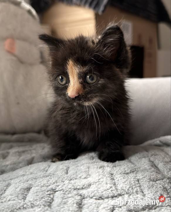 Brytyjski długowłosy krótkowłosy szylkret rudy Wrocław