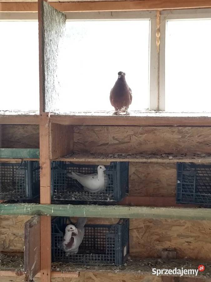 Fajfry gołębie Wólka Nadrybska