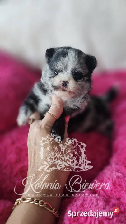 Szpic MiniaturowyPomeranian sunia Blue Merle Sędziejowice