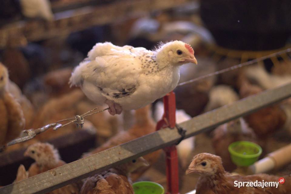 Kury nioski młode min Rosa Greenshell Darkshell śląskie Łaziska