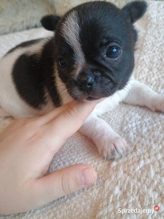 Chihuahua piękna dziewczynka DAMA Kleszczów