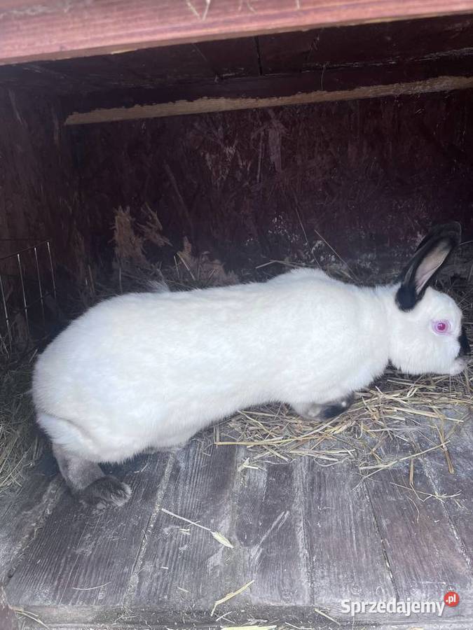 Samica Kalifornijska