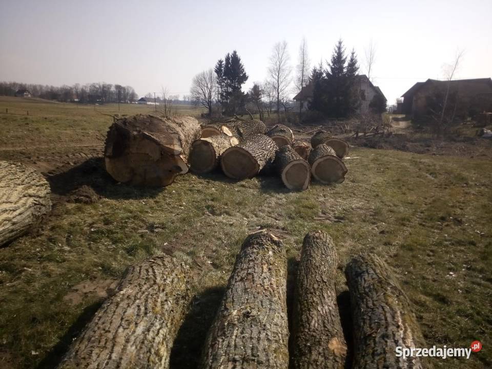 Sprzedam Topolę tartaczną w balu Materiały budowlane Miczuły sprzedam