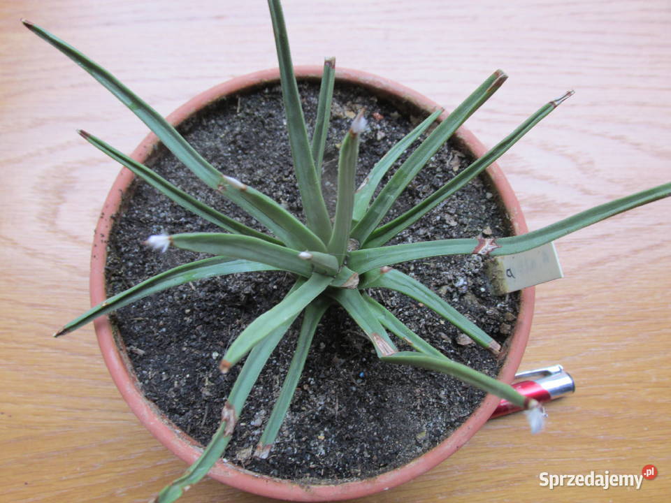 Superminiaturowa 14letnia agawa agave albopilosa