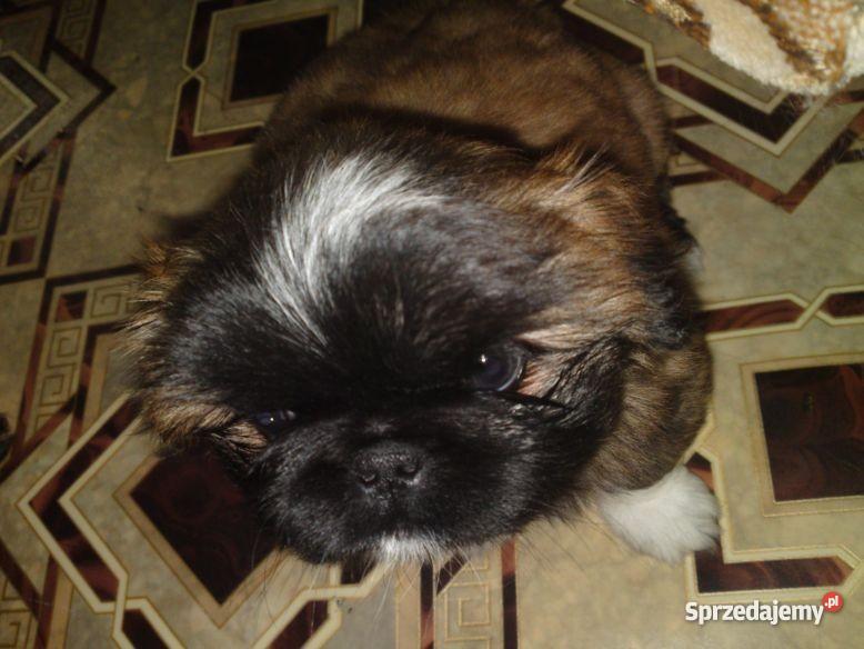 PIEKNE SZCZENIAKI PEKINCZYK MINIATURKA Lublin