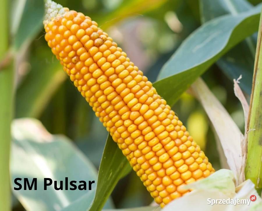 Kukurydza na kiszonkę SM Pulsar FAO 250 Nowość Witkowo