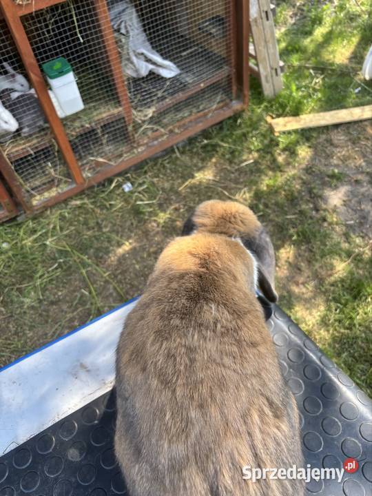 Francuski Baran madagaskarowy srokacz z mazowieckie Kołaczków