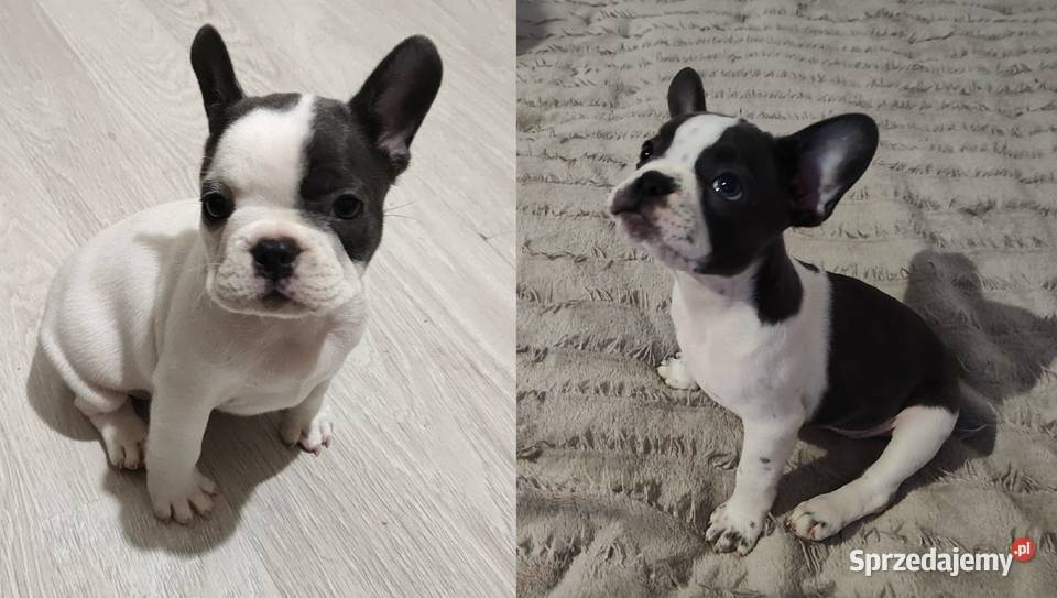 Buldog Francuski mazowieckie Płock