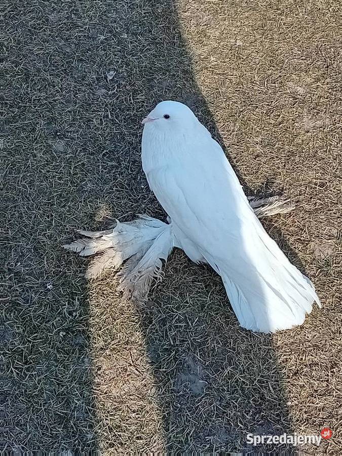 Garłacze pomorskie białe I ńiebieskie