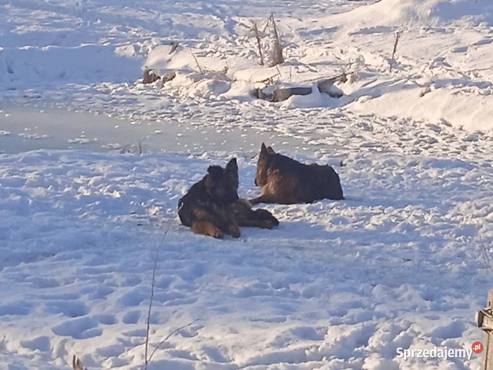 Zaginęły psy w typie owczarka małopolskie Łukanowice