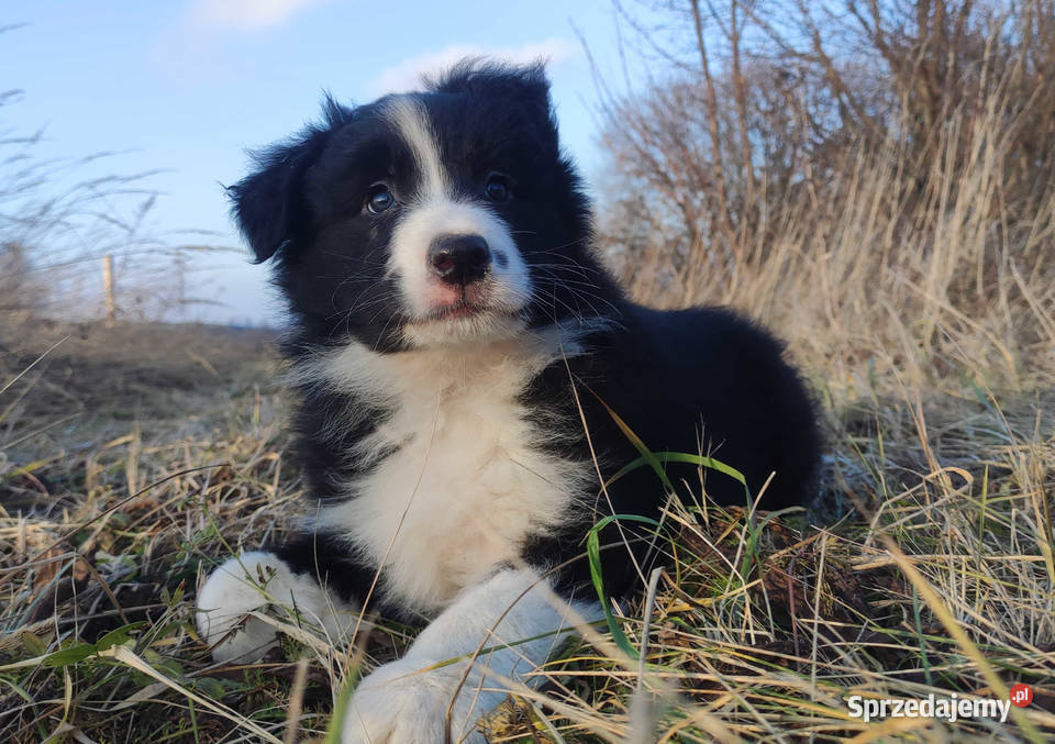 Szczenię BORDER COLLIE z Hodowli Rasowy pies z Pozostałe Kraków sprzedam