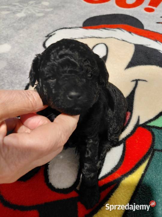 Pudel toy suczka czarna mazowieckie Wyszków sprzedam