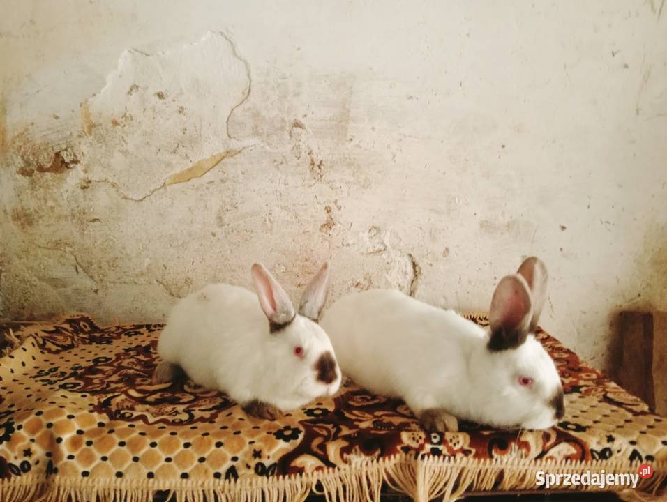 Sprzedam młode samce