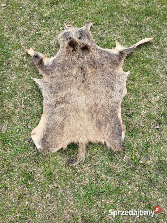 Wyprawiona skóra z dzika 130 x 80 Włodawa