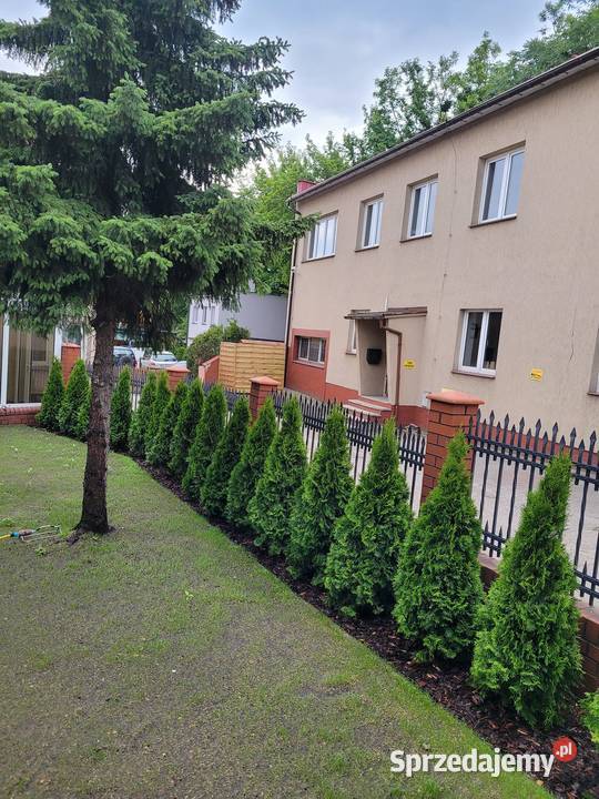 Tuje szmaragd