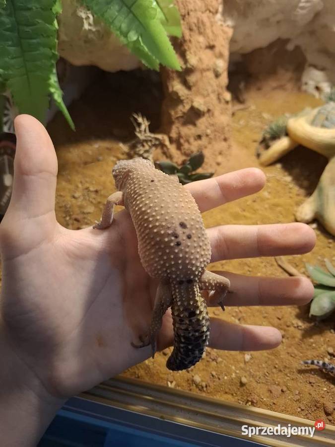 Terrarium 100x50x50 z wyposażeniem I gekonami