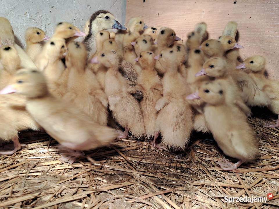 GĘSI kołudzkie białe suwalskie landes kubańskie małopolskie Radwan sprzedam