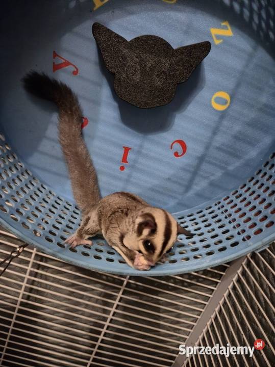 Lotopałanka karłowata samiczka Pozostałe sprzedam