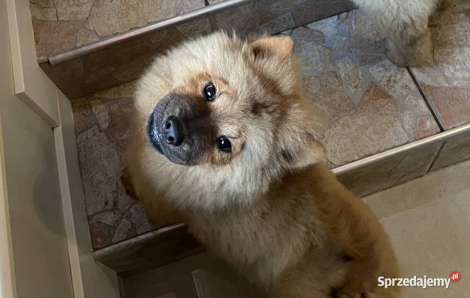Uroczy misio Chow Chow suczka sczeniak Pozostałe