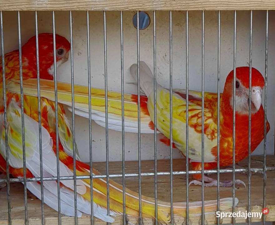 Papużki zmienią dom Ptaki Rybnik