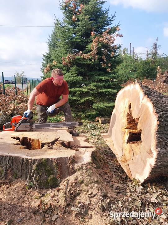 Wycinka ścinka drzew czyszczenie działek usługi Brzesko