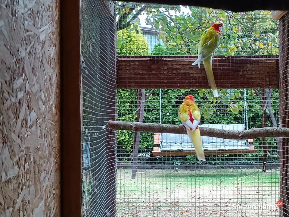 Rozelle białolice pary lęgowe Likwidacja hodowli mazowieckie Warszawa