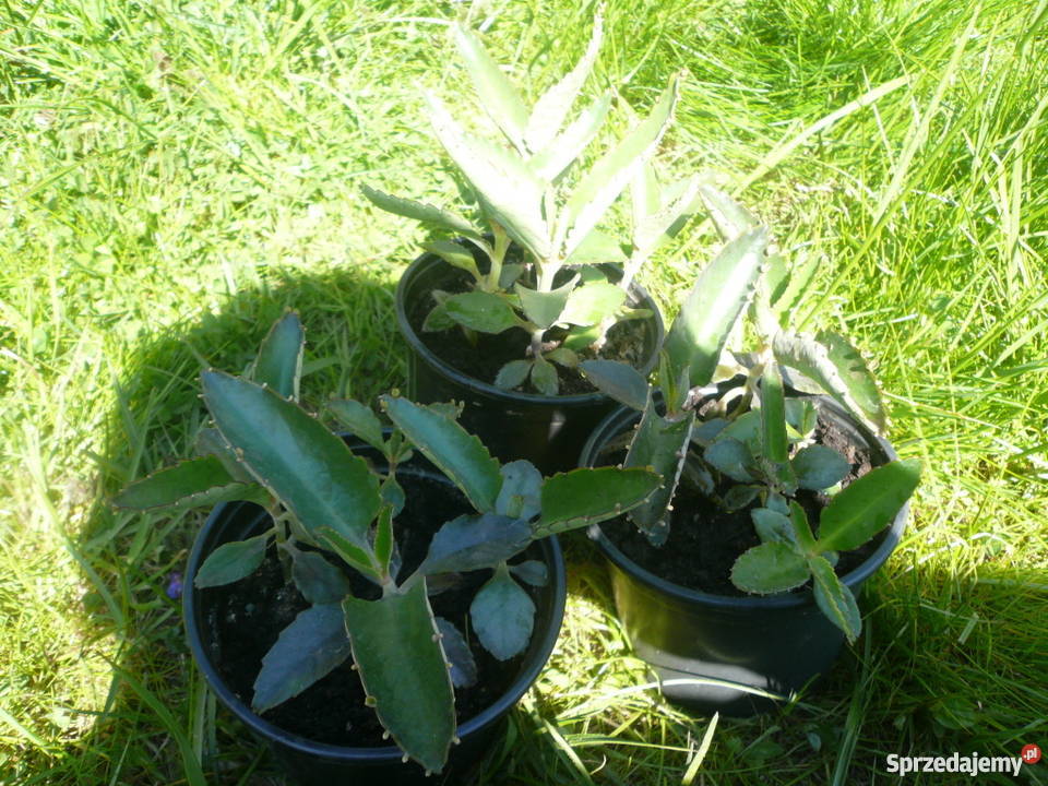 Żyworódka pierzasta lecznicza sadzonki 712 Kołobrzeg