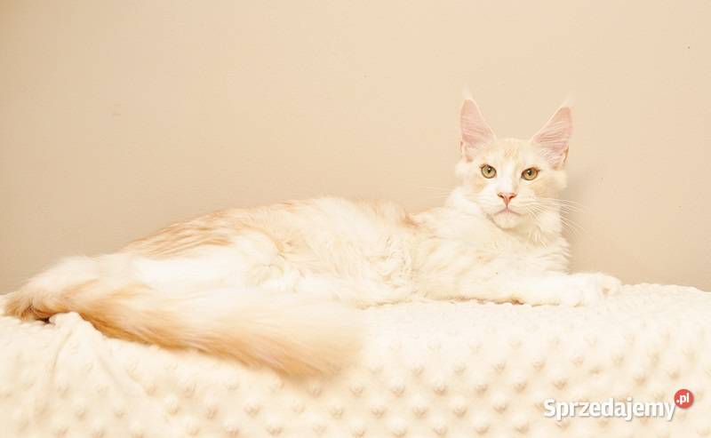 Przepiękny kocurek Maine Coon GOTOWY DO ODBIORU podlaskie