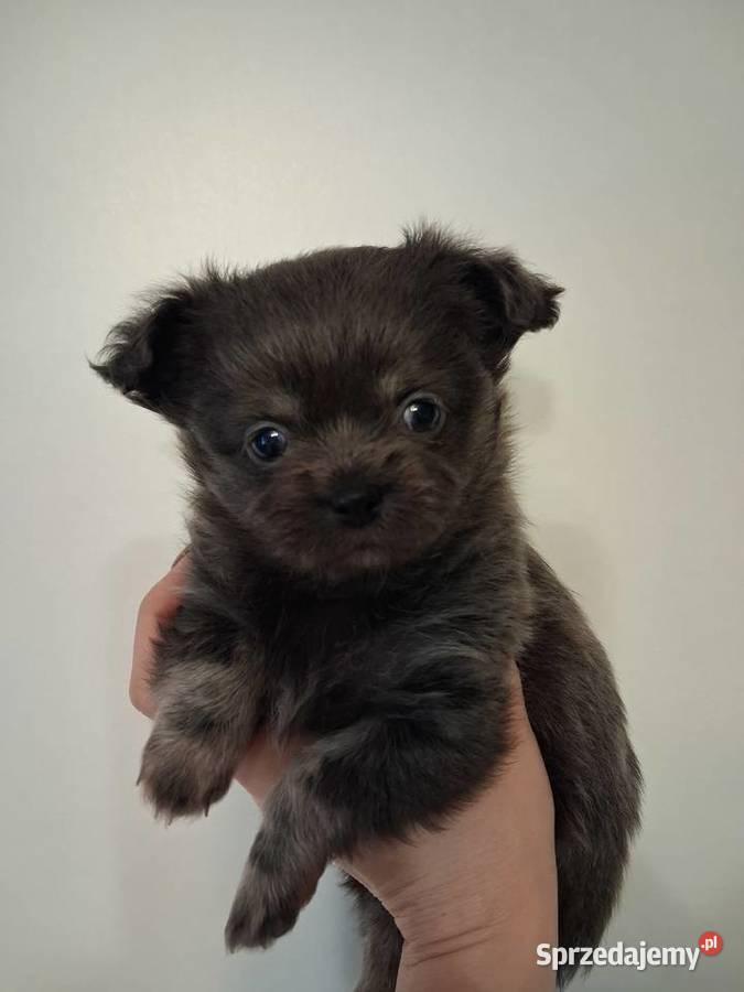 Chihuahua długowłosyhodowla INŻZOOTECHNIKAodbiór Chihuahua Warszawa sprzedam